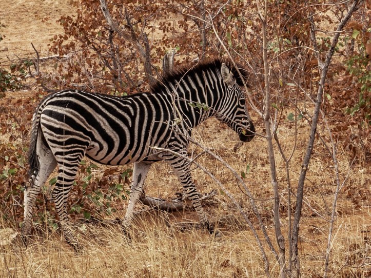 ZEBRA