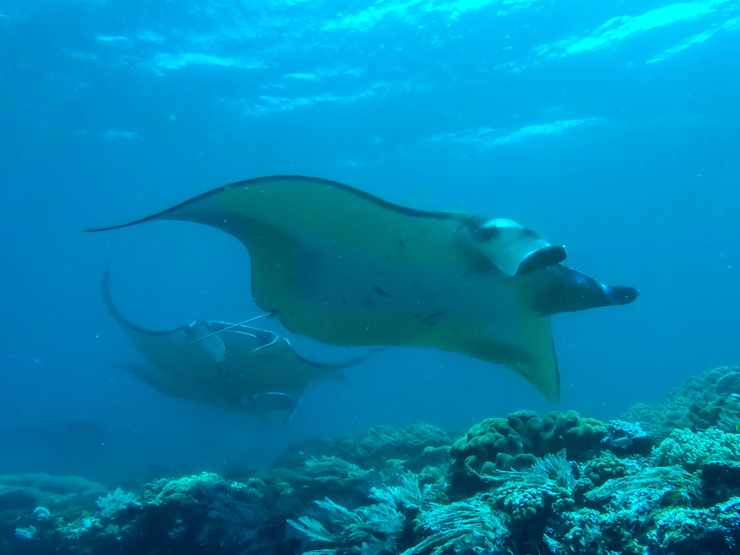 DCIM100GOPROG0356992.