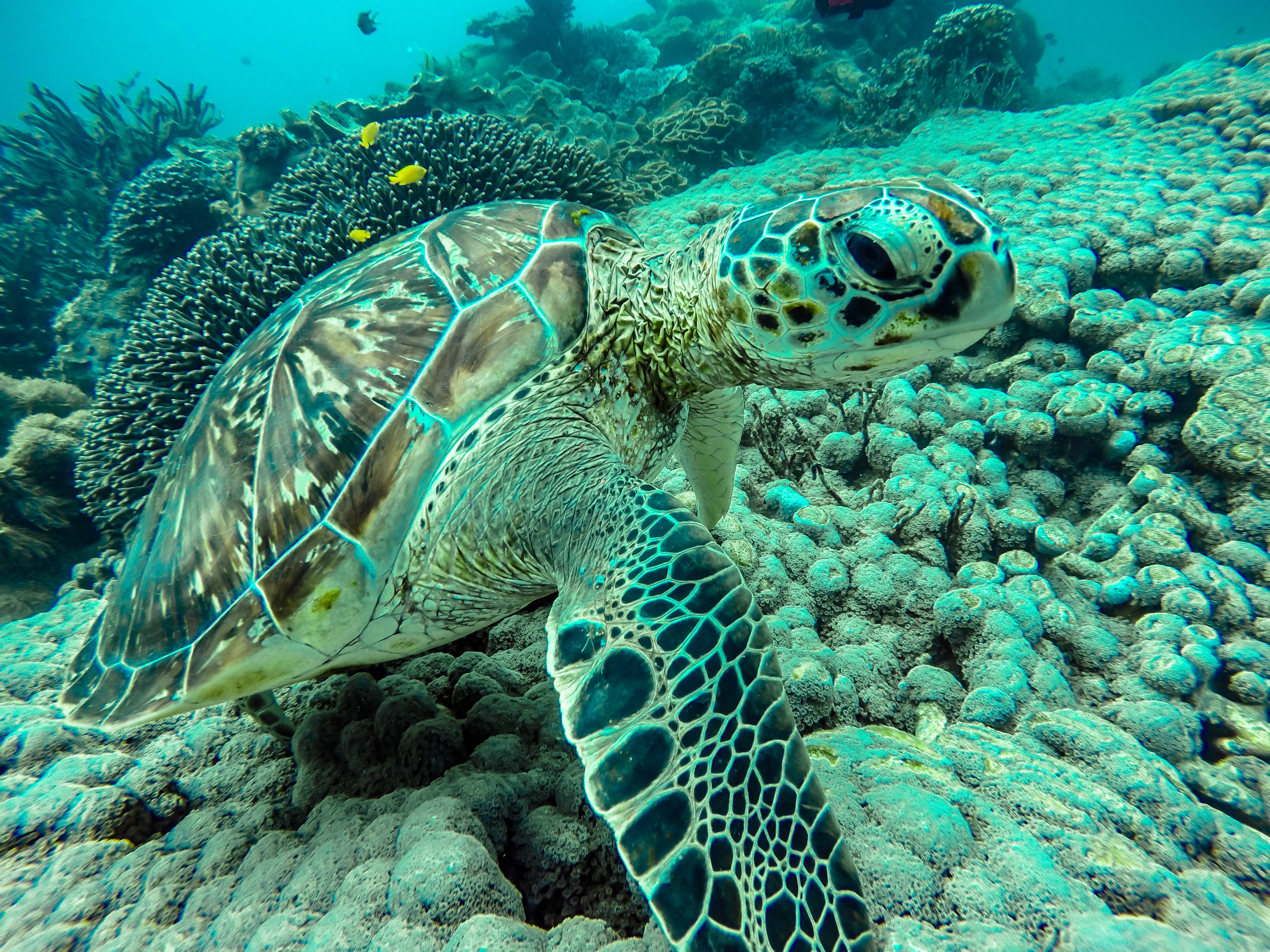 DCIM100GOPROG0527021.