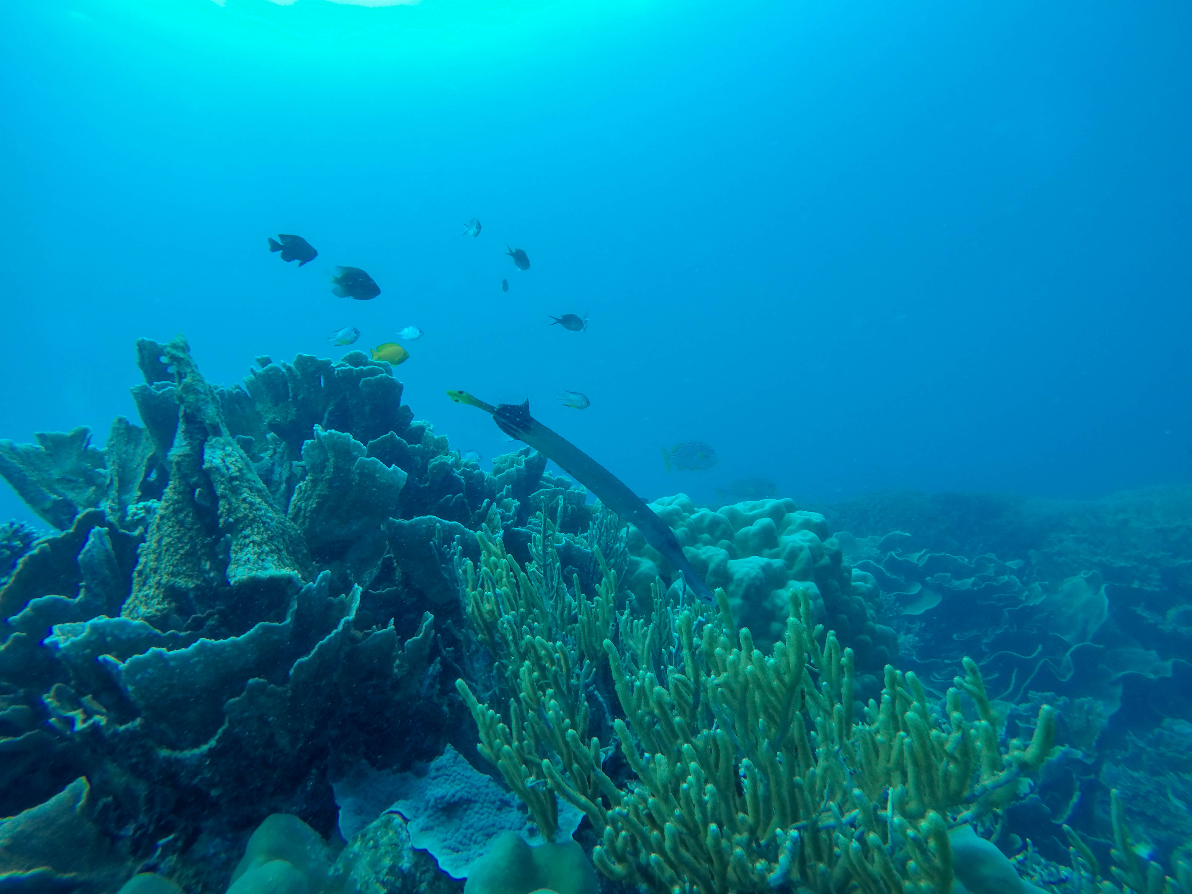 DCIM100GOPROG0567026.