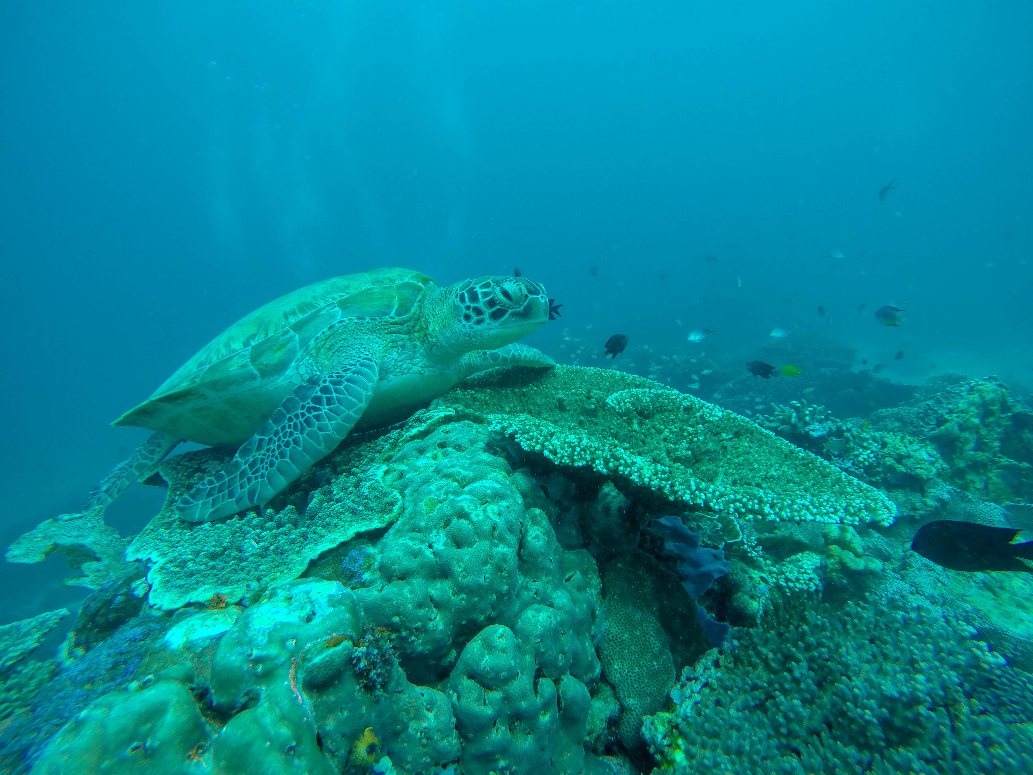 DCIM100GOPROG0647034.