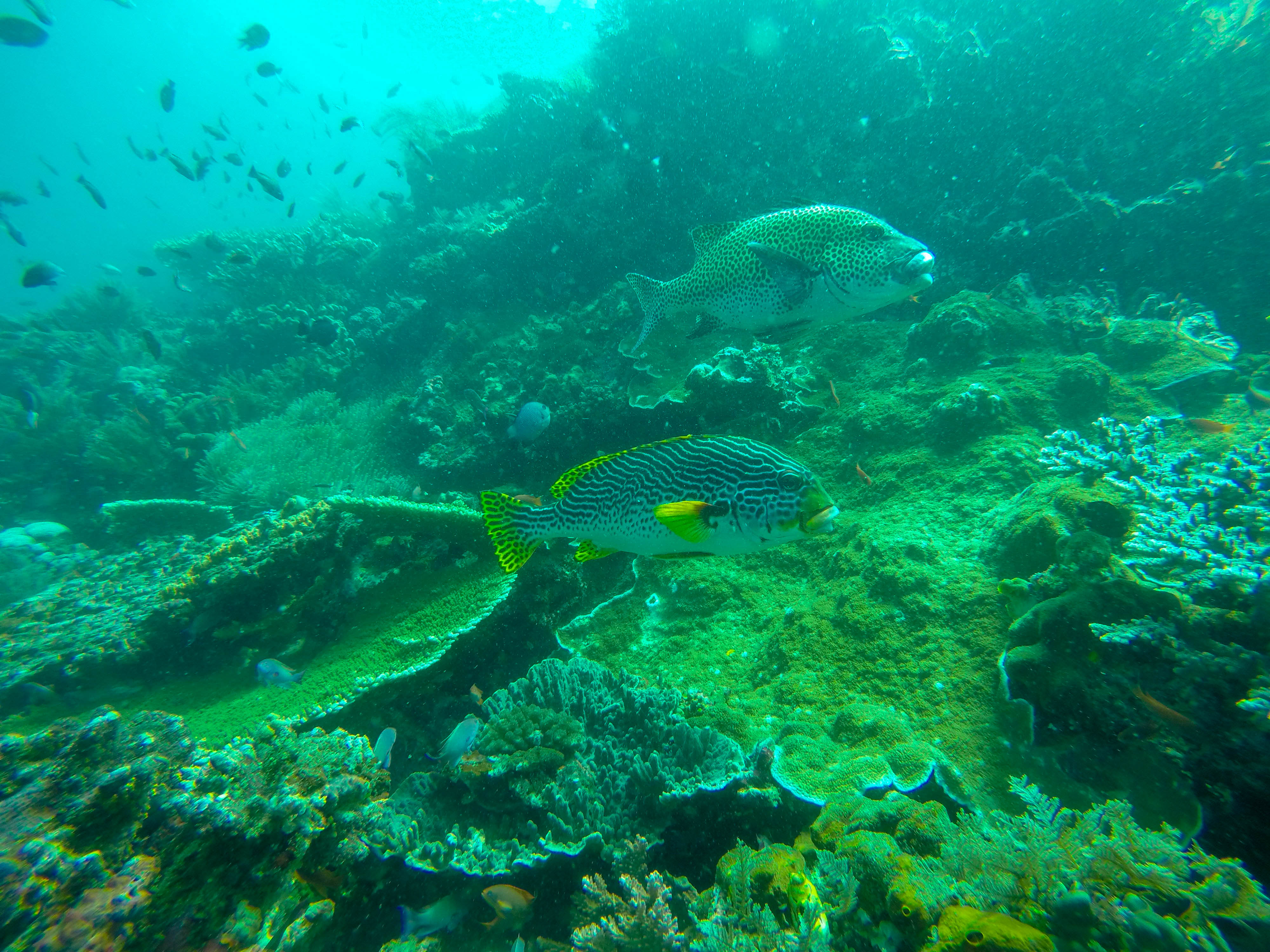 DCIM100GOPROG0677042.