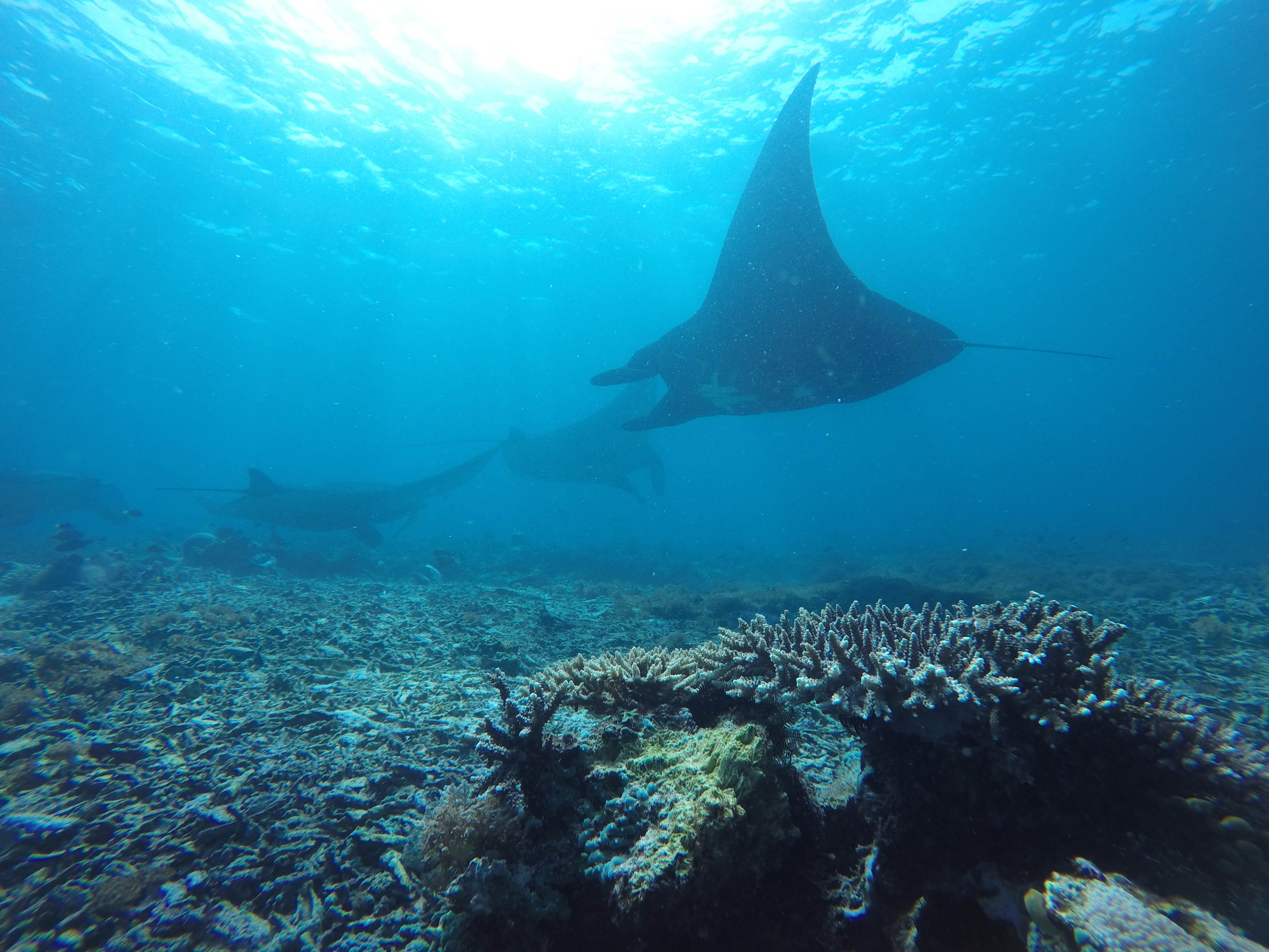 DCIM100GOPROG0797056.